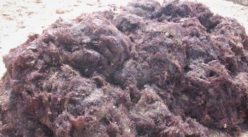 آسفي : الطحالب البحرية مصدر للدخل و التنمية السوسيو إقتصادية