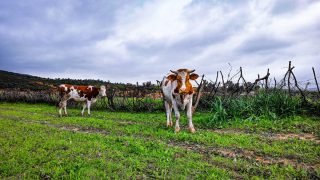 مرض غريب يتسبب في نفوق عشرات الأبقار في ولايات جزائرية