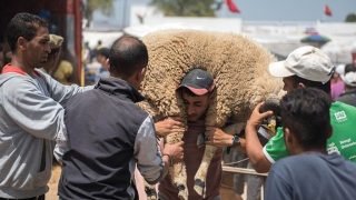 ارتفاع نسبة الأسر المغربية التي لن تحتفل بعيد الأضحى: دراسة تفسر الأسباب وتبرز التحديات