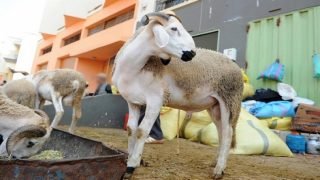 بني ملال…تكثيف عمليات مراقبة أسواق بيع الأضاحي