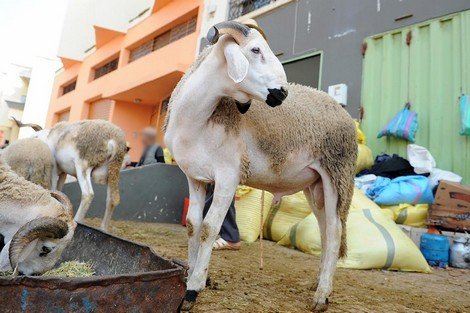 بني ملال…تكثيف عمليات مراقبة أسواق بيع الأضاحي
