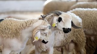 تقديم منحة مالية لفائدة أرامل و متقاعدي الأمن بمناسبة عيد الأضحى