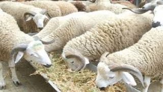 شعيرة عيد الأضحى سنة مؤكدة مقرونة بالإستطاعة (رئيس المجلس العلمي للرباط )