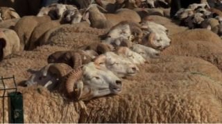 عيد الأضحى : ترقيم أزيد من 820 ألف رأس من الأغنام و الماعز بجهة فاس – مكناس (المديرية الجهوية للفلاحة)