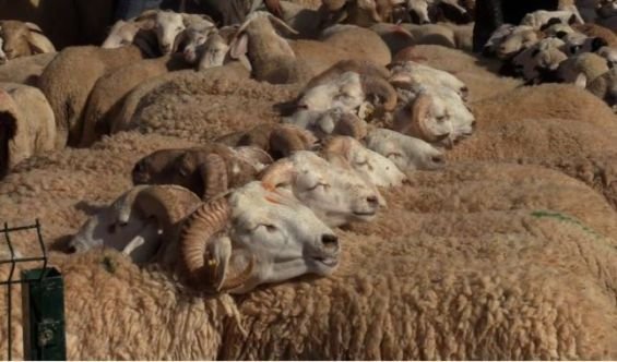 عيد الأضحى : ترقيم أزيد من 820 ألف رأس من الأغنام و الماعز بجهة فاس – مكناس (المديرية الجهوية للفلاحة)