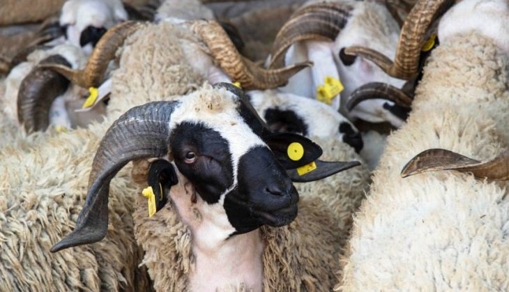 صديقي : ترقيم 5,8 مليون رأس من الأغنام والماعز