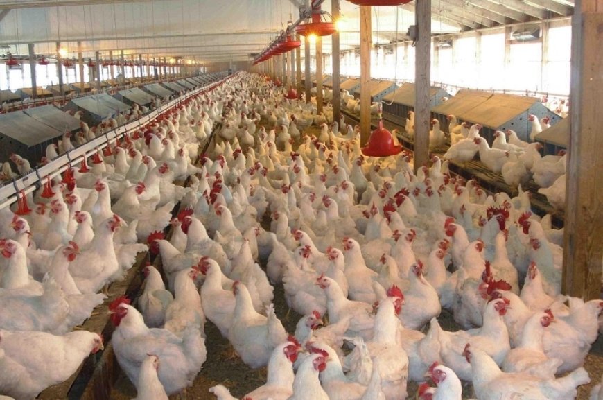 جمعية لمربي دجاج اللحم تُحذر من ارتفاع ثمن الدجاج خلال هذا الصيف