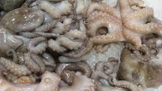 ميناء العيون..إنطلاقة جيدة للموسم الصيفي لصيد الأخطبوط