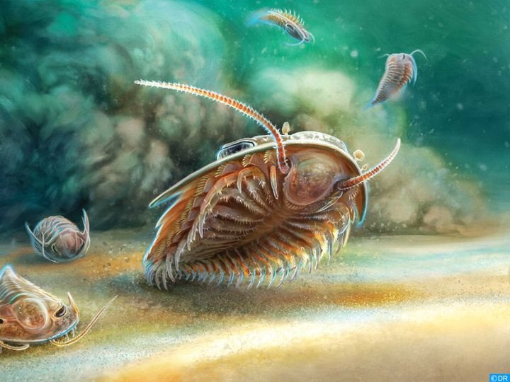 اكتشاف حياة بحرية تعود إلى 515 مليون سنة محبوسة في رواسب بركانية بالمغرب