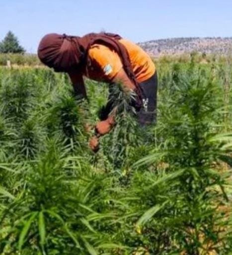 زراعة القنب الهندي تقود ثلاثة أشخاص للتوقيف رغم تقنينه   