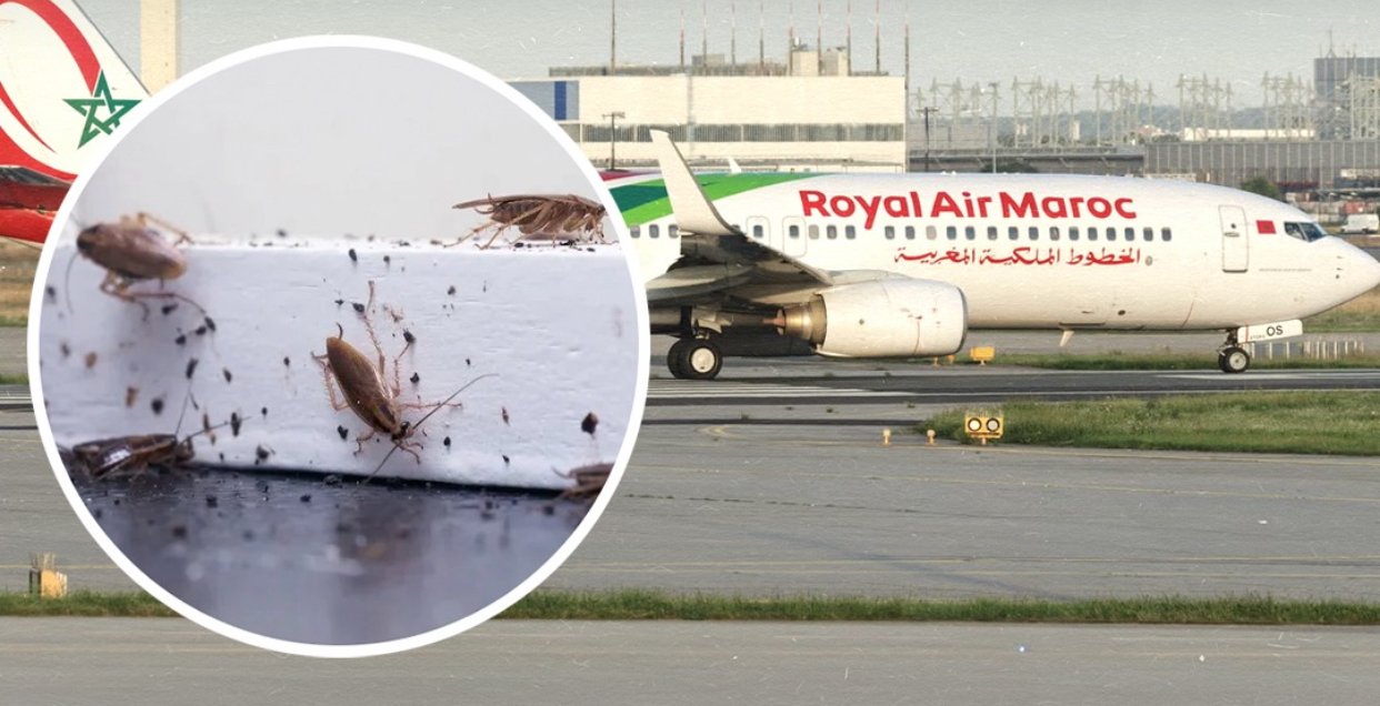 تفاصيل العثور على “صرارير” في أمتعة طائرة قادمة من المغرب نحو مانشستر