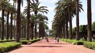 حركة مغرب البيئة 2050 تعلن عن حملة لوقف غرس النخيل في شوارع المغرب و تعويضه بالأشجار