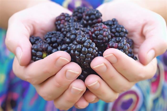 مؤتمر دولي بطنجة يناقش إنتاج و تسويق “التوت الأزرق” على الصعيد الدولي