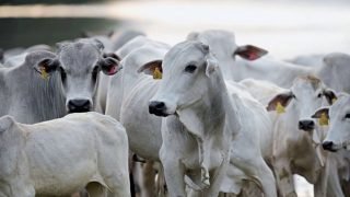 ميناء “الجرف الاصفر” يستقبل شحنة جديدة تضم اكتر من 1300 رأس من الأبقار والعجول