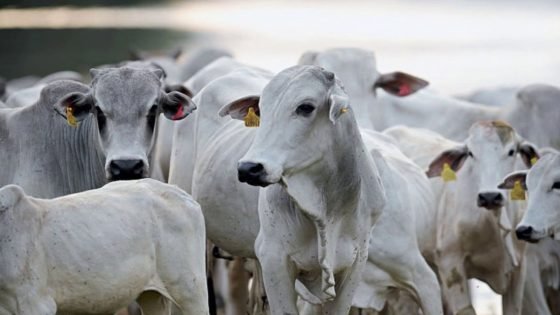 ميناء “الجرف الاصفر” يستقبل شحنة جديدة تضم اكتر من 1300 رأس من الأبقار والعجول