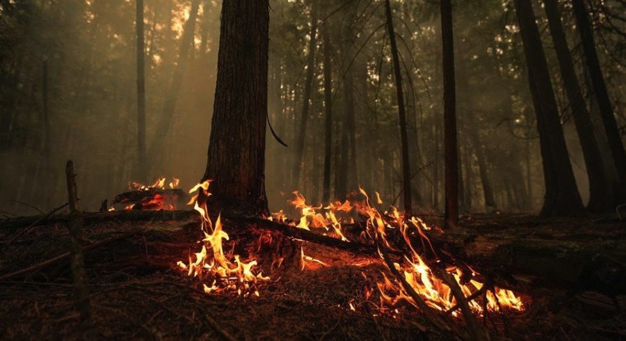 البرتغال تقترب من احتواء حرائق الغابات في شمال ووسط البلاد