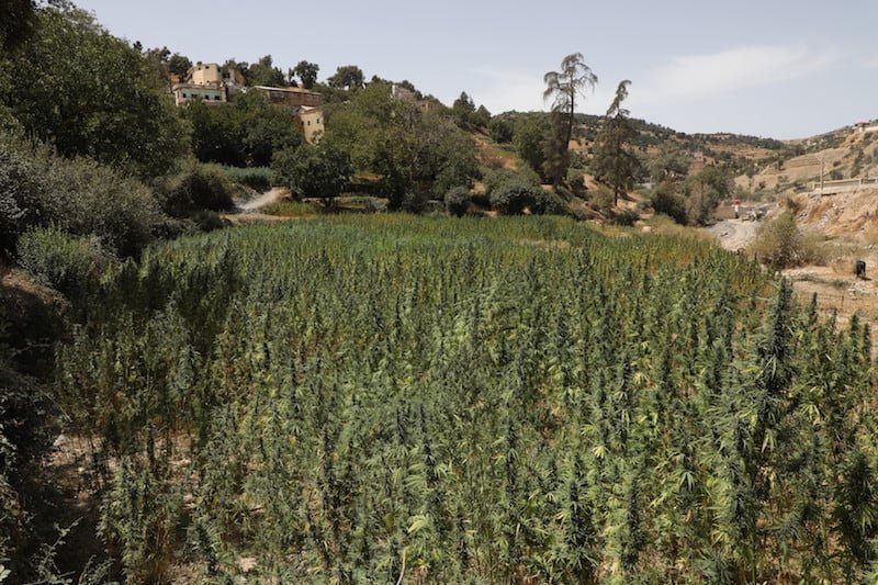تاونات : إعطاء انطلاقة المراقبة الجوية لأراضي القنب الهندي المرخصة