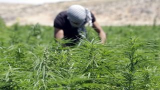 خمسة أسئلة لمحمد الكروج المدير العام للوكالة الوطنية لتقنين الأنشطة المتعلقة بالقنب الهندي