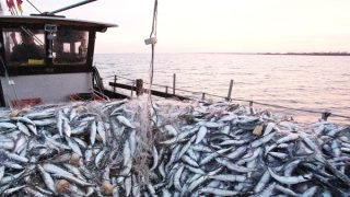 الصيد الساحلي و التقليدي: إرتفاع قيمة المنتجات المسوقة بنسبة 5 في المائة عند متم غشت (مكتب)