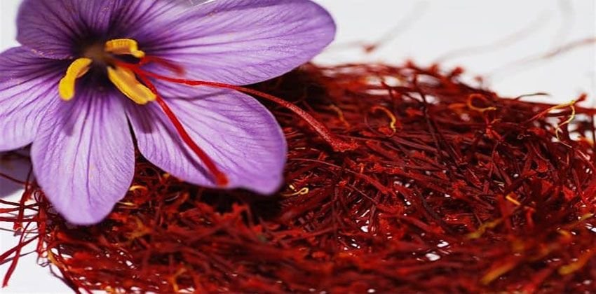 مكناس : ندوة تسلط الضوء على المزايا العلاجية لنبتة الزعفران