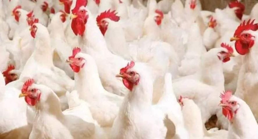 الرباط : صحة الدواجن.. صديقي يدعو إلى تحول عميق في نظم الإنتاج