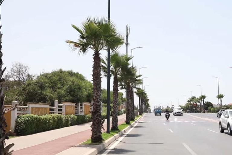 الوالي امهيدية يستجيب لمطالب منع غرس النخيل في شوارع العاصمة الاقتصادية