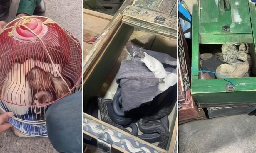 حجز مجموعة من الحيوانات البرية والزواحف كانت موجهة للبيع بشكل غير مشروع