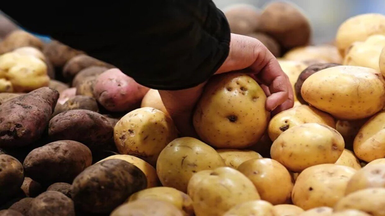 البطاطس بين المنشط الجنسي و السلاح البيولوجي !