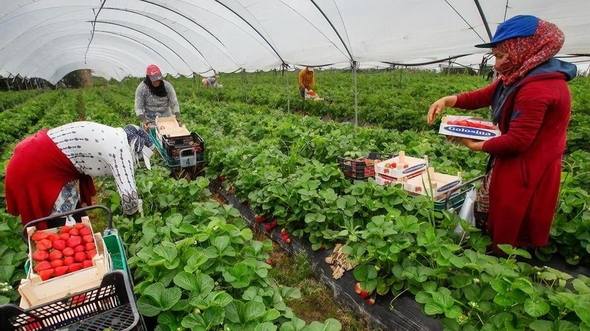 إسبانيا تستعد بدء عملية اختيار جديدة للعمال الموسميين من المغرب