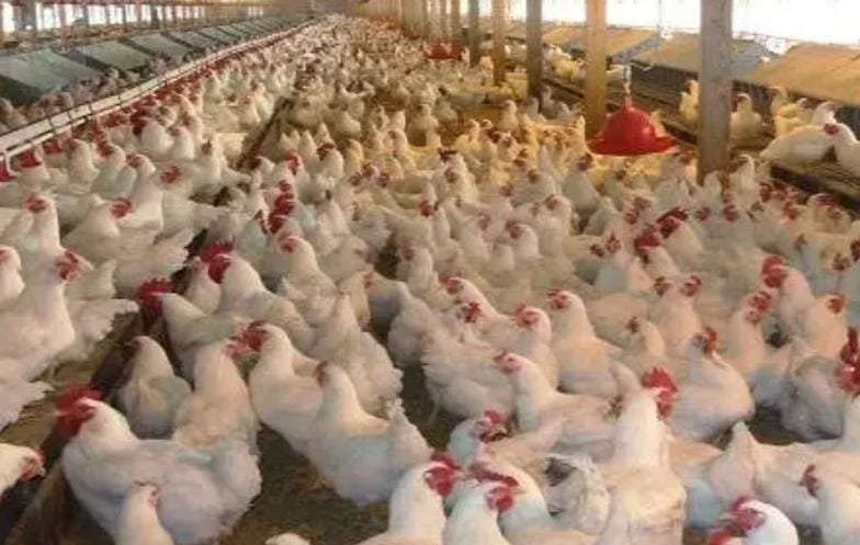 مجلس المنافسة يحقق في “اختلالات” سوق الدواجن ويكشف أسباب تقلب الأسعار