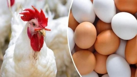 المغرب يعرف ارتفاع أسعار الزيوت والدهنيات والحليب والبيض