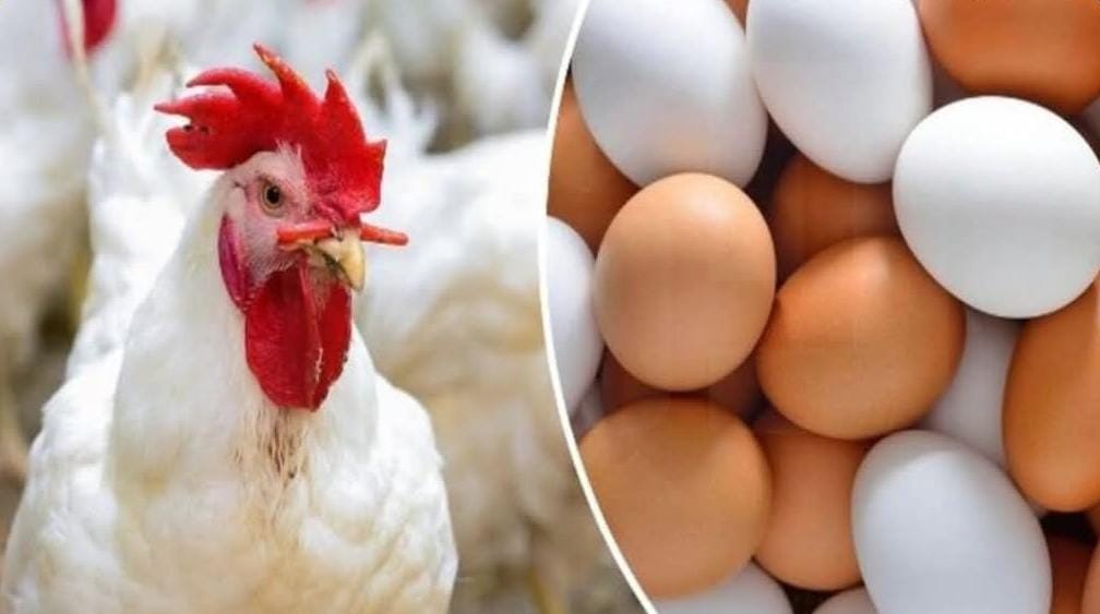 المغرب يعرف ارتفاع أسعار الزيوت والدهنيات والحليب والبيض