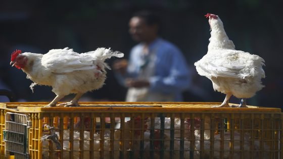 أسعار الدجاج تواصل التحليق عاليا