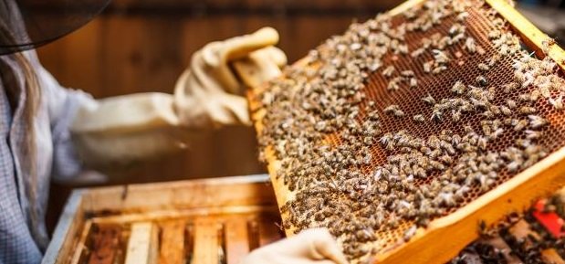 الأمن السعودي يضبط أخطر شبكة لتهريب الإمفيتامين