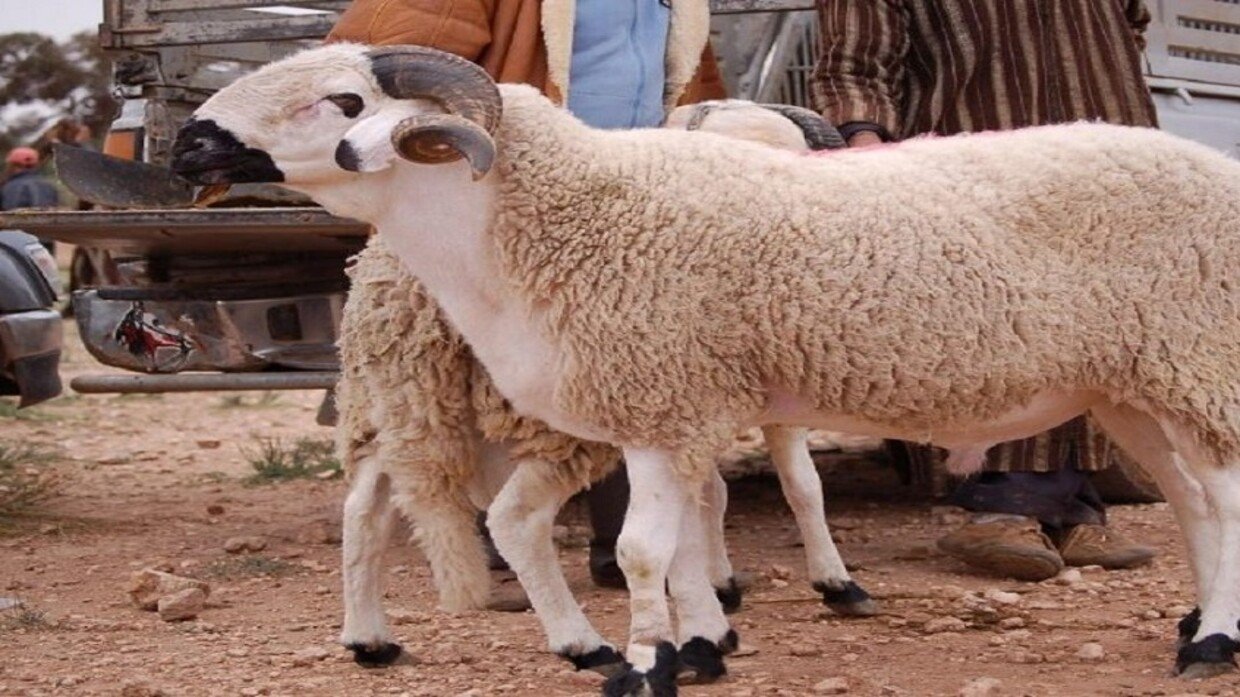 الفلاحين و مربي الماشية يعبرون عن قلقهم من إمكانية إلغاء “العيد الكبير”