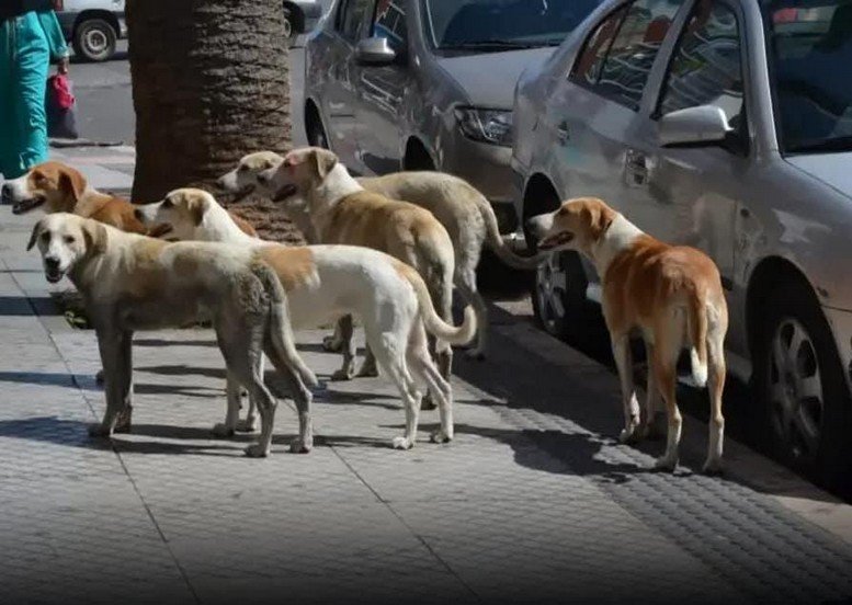 القنيطرة :تسجيل أزيد من 500 حالة إصابة في صفوف المواطنين نتيجة هجمات الكلاب الضالة