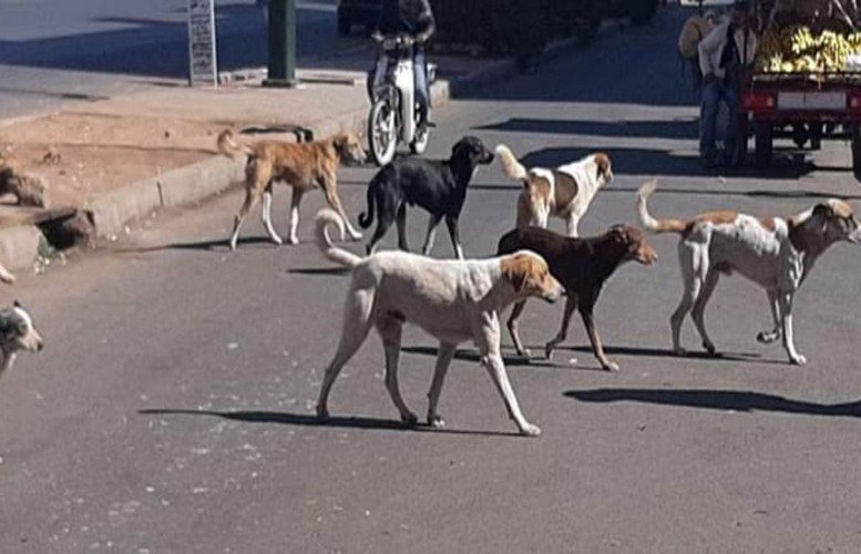 الجديدة :الكلاب الضالة تنهش قدم سيدة والساكنة تستغيت