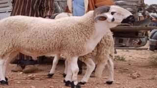 “الكسابة” ينتفضون ضد إلغاء شعيرة ” عيد الأضحى”