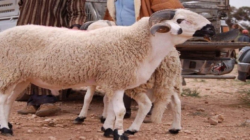 “الكسابة” ينتفضون ضد إلغاء شعيرة ” عيد الأضحى”