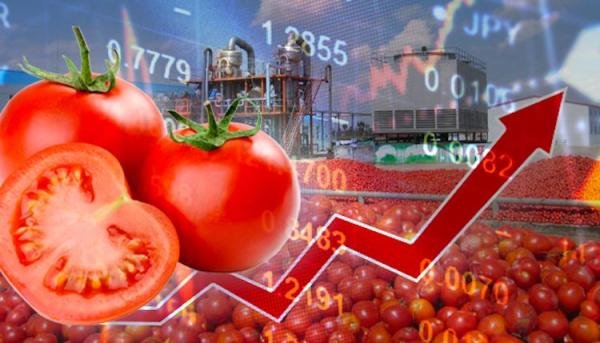 ارتفاع أسعار الطماطم يثير استياء المغاربة وسط مطالب بتدخل الجهات المعنية