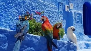 شفشاون: حجز ببغاوات لمروج سياحي بالمدينة