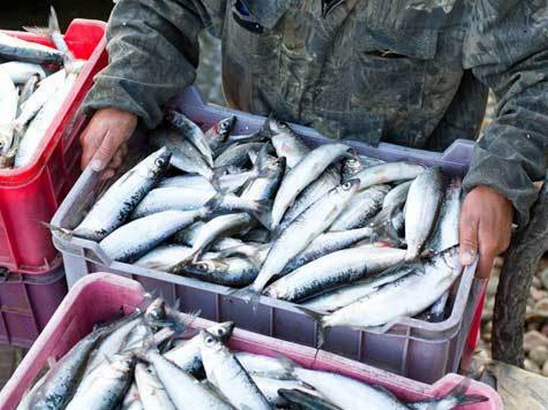 ارتفاع صاروخي في أسعار السردين يثقل جيب المستهلكين