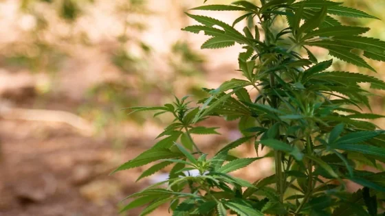 سويسرا..لجنة برلمانية تصوت لصالح تقنين القنب