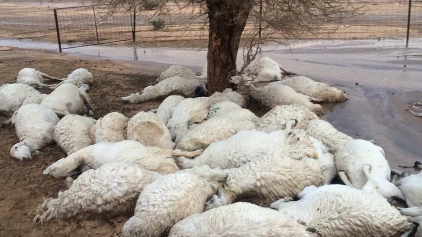 إقليم الرحامنة.. غموض يحيط بنفوق 56 رأسًا من الأغنام في دوار أولاد سعيد