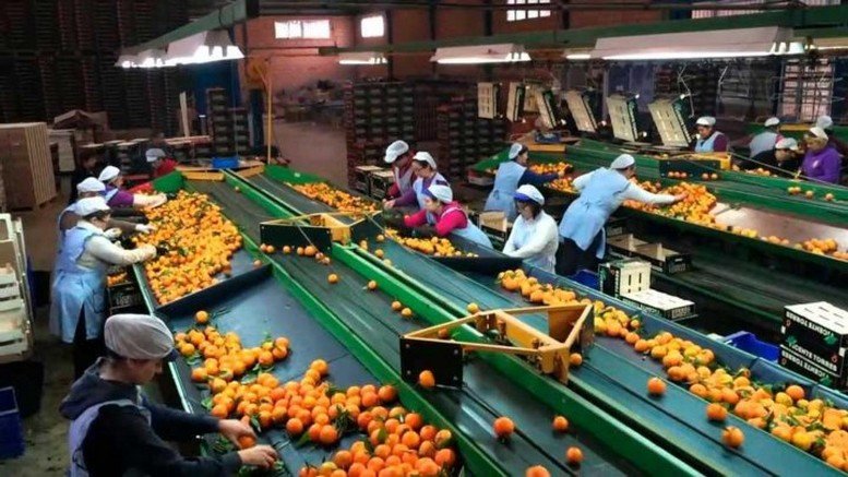 الحوامض المغربية تغزو السوق اليابانية