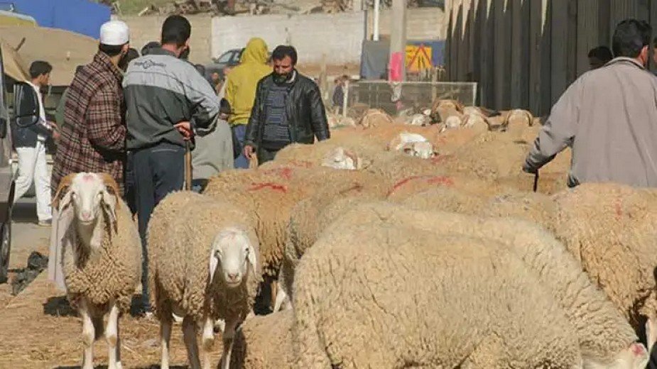 انخفاض أسعار الماشية بنسبة 50% بعد إلغاء شعيرة ذبح أضحية العيد