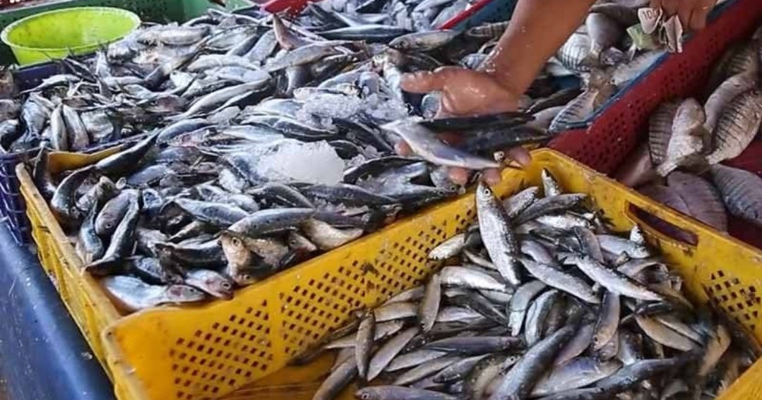 تراجع ملحوظ في أسعار سمك السردين بالدار البيضاء بعد الضجة الأخيرة