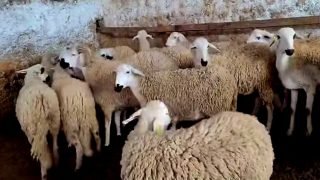 أونسا: ضمان صحة قطيع الماشية المغربية وسلامة اللحوم من الأدوية البيطرية