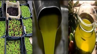 زيت الزيتون : تصدير متزايد وأسعار مرتفعة تزعج المواطن المغربي