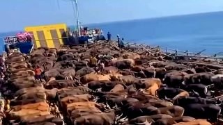 وصول سفينة الثيران “Shorthorn Express” إلى الدار البيضاء قادمة من إيرلندا